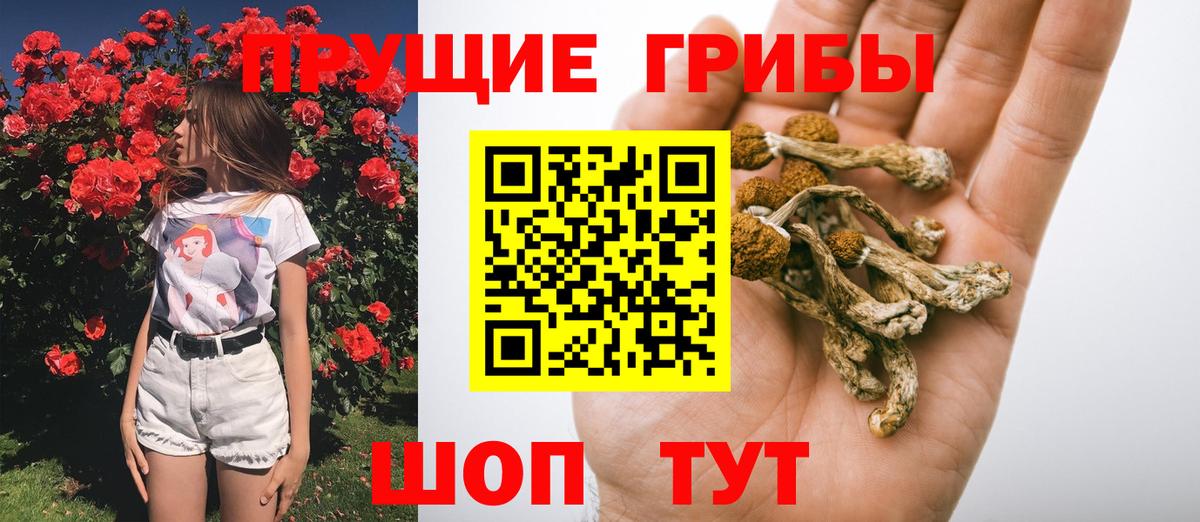Геленджик  Галлюциногенные грибы Psilocybe  где можно купить наркотик  Вход с VPN 